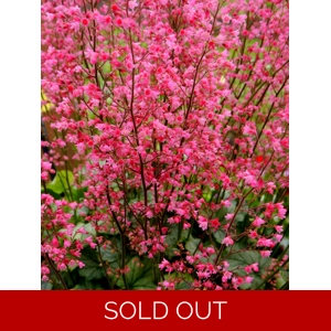 Heuchera 'Flower Power'